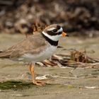 Sandregenpfeifer (Charadrius hiaticula)