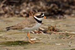 Sandregenpfeifer (Charadrius hiaticula)