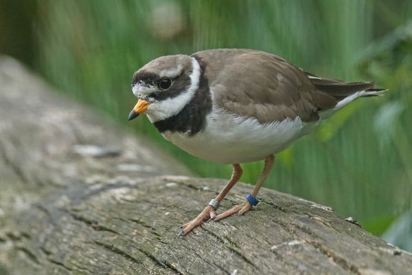 Sandregenpfeifer (Charadrius hiaticula)