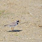 Sandregenpfeifer, (Charadrius hiaticula), Common ring plover, Chorlitejo grande 