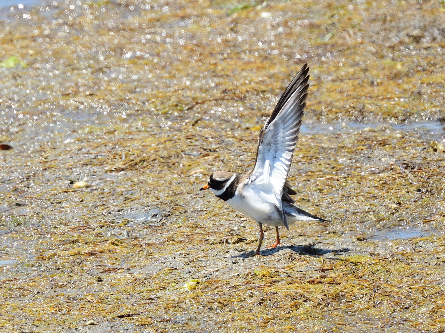 Sandregenpfeifer, (Charadrius hiaticula), Common ringed plover, Chorlitejo grande