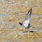 Sandregenpfeifer, (Charadrius hiaticula), Common ringed plover, Chorlitejo grande