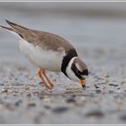 Sandregenpfeifer (Charadrius hiaticula)