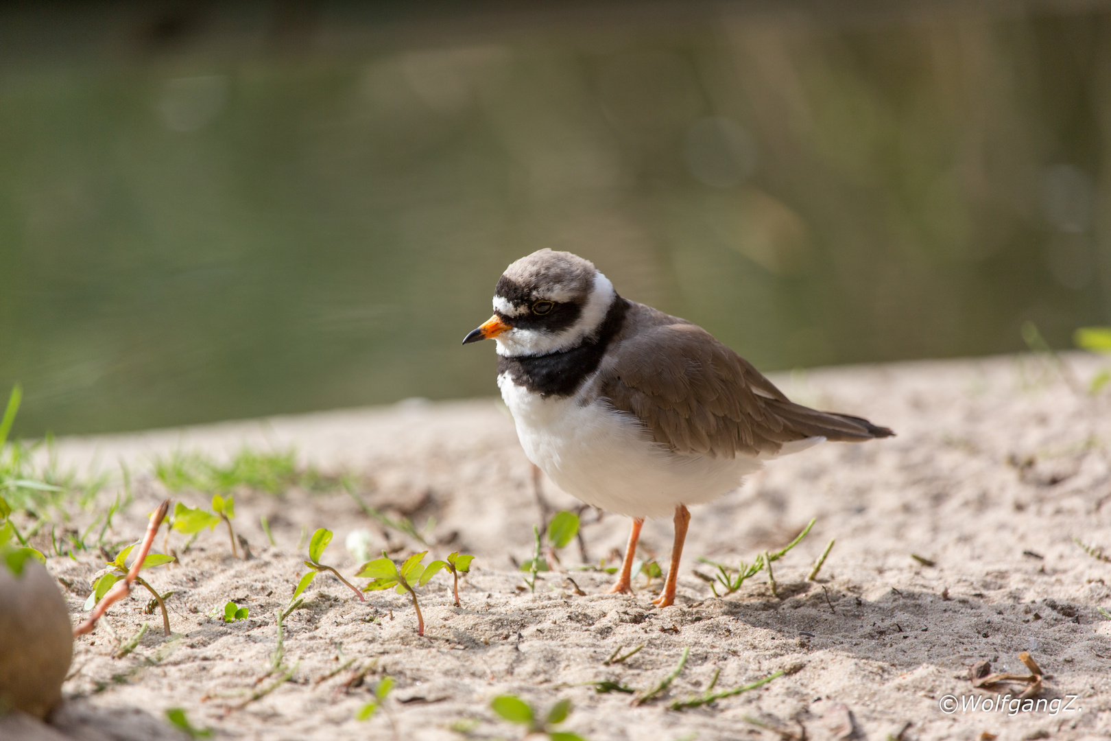 Sandregenpfeifer