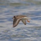 Sandregenpfeifer im Flug