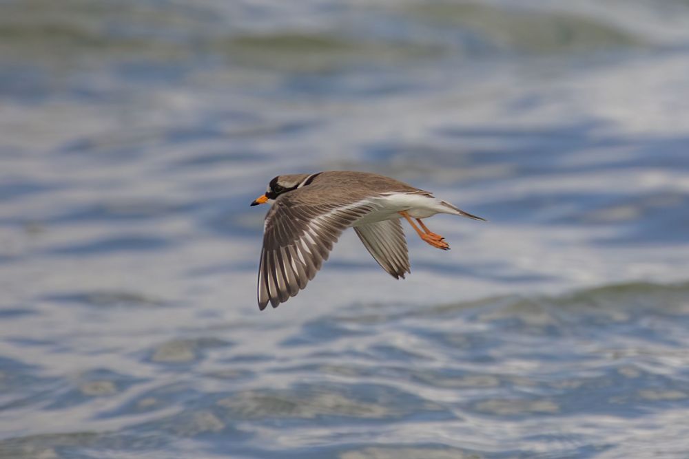 Sandregenpfeifer im Flug