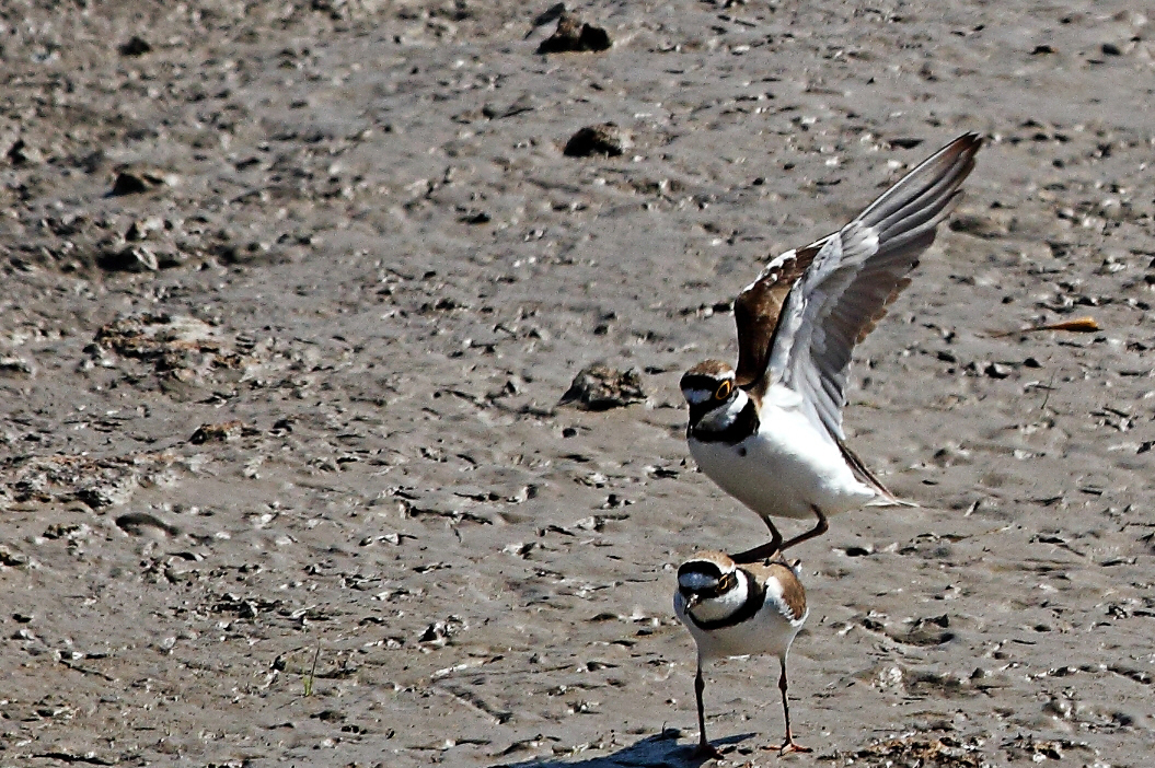 Sandregenpfeifer in Action