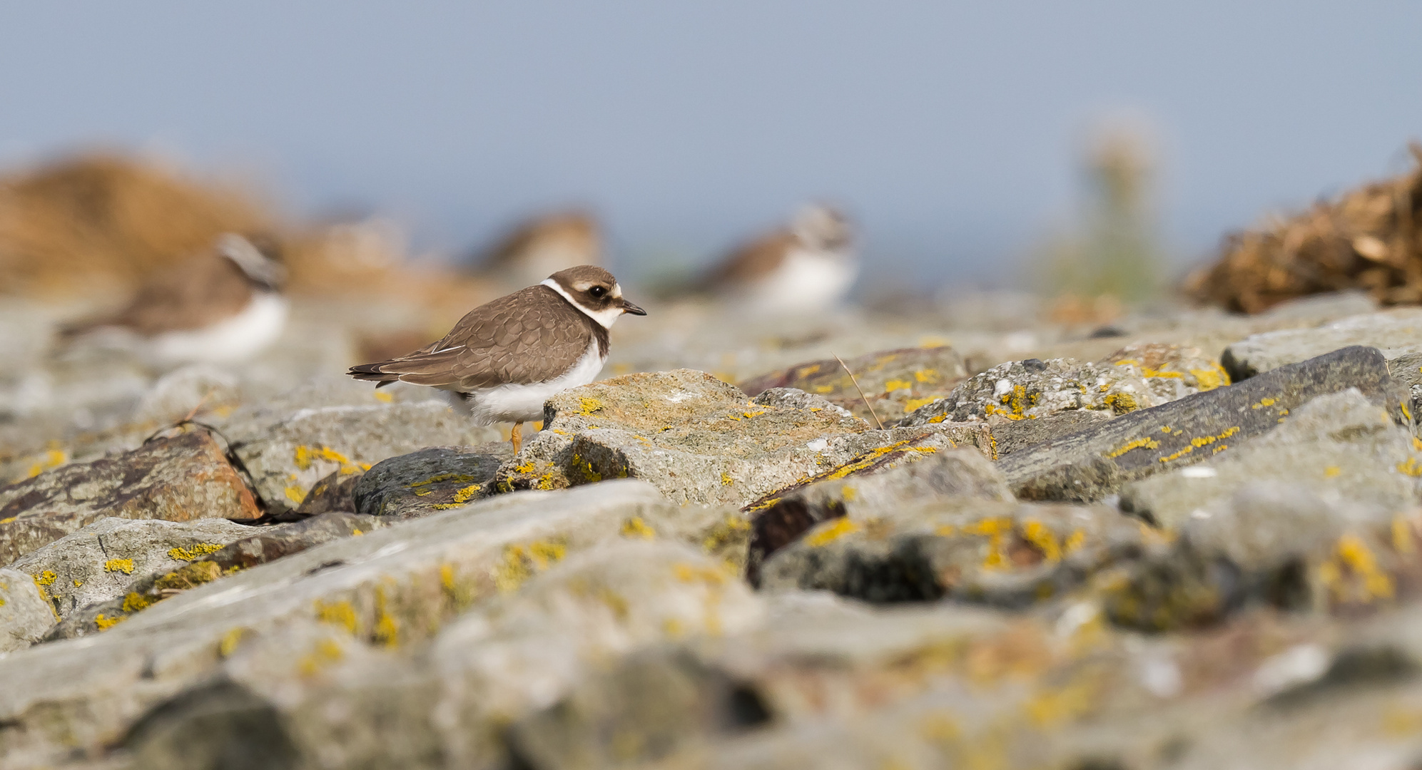 Sandregenpfeifer (Jungvogel)