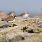 Sandregenpfeifer (Jungvogel)