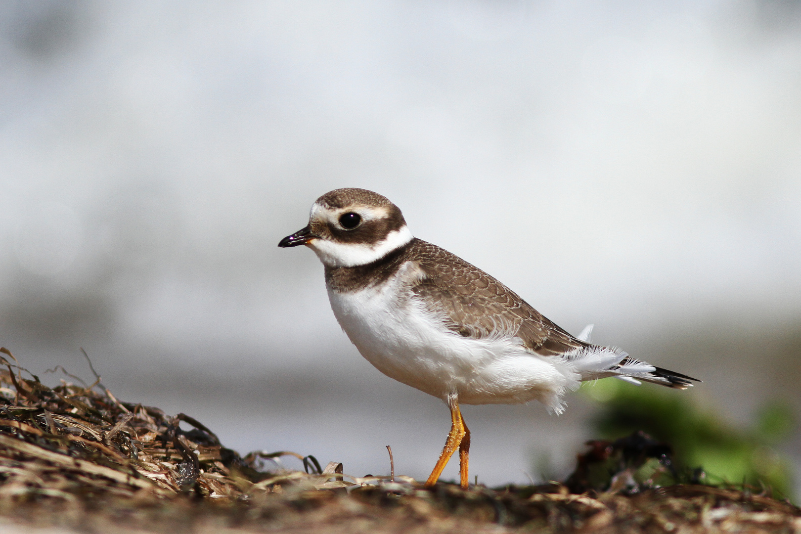 Sandregenpfeifer (Jungvogel)