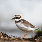 Sandregenpfeifer (Jungvogel)