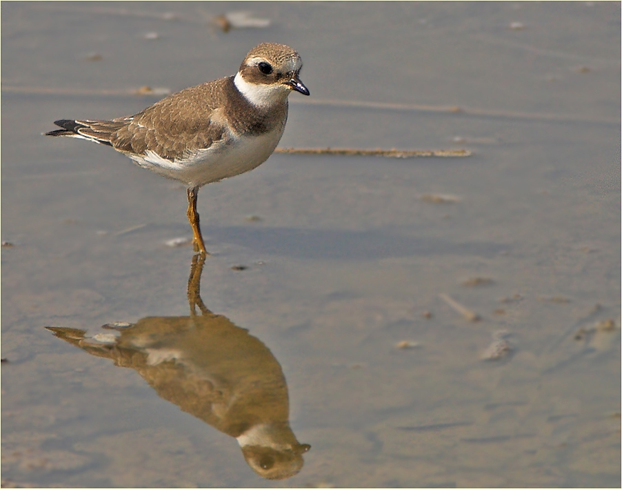 Sandregenpfeifer, Jungvogel