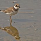 Sandregenpfeifer, Jungvogel