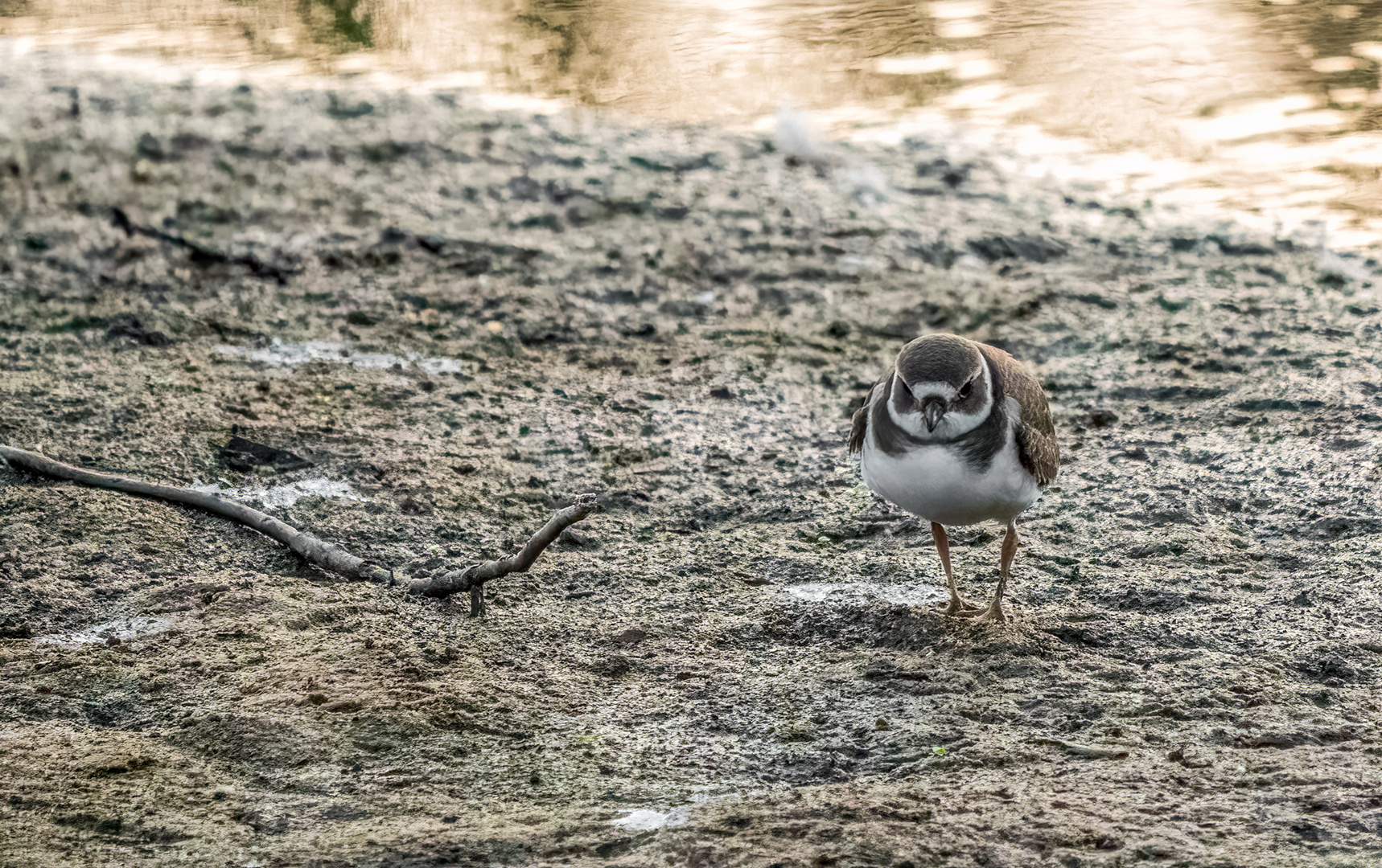 "SANDREGENPFEIFER", Jungvogel