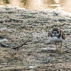 "SANDREGENPFEIFER", Jungvogel