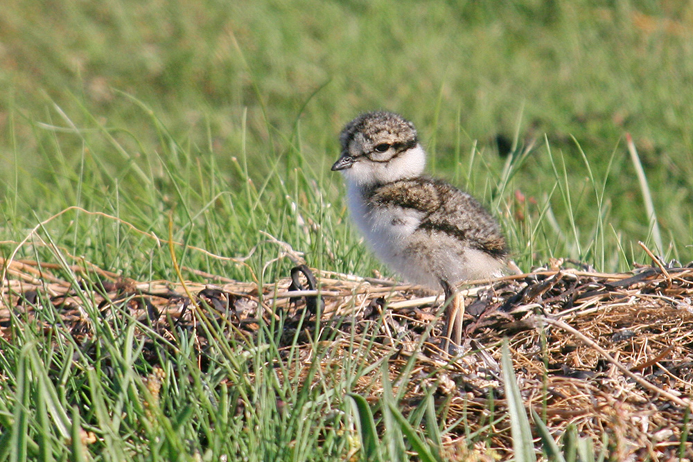 Sandregenpfeifer junior