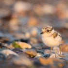 Sandregenpfeifer-Küken die Zweite