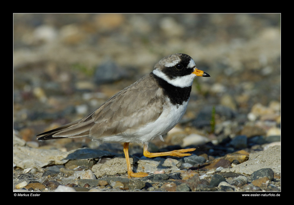 Sandregenpfeifer (Männchen) • Insel Texel, Nord-Holland, Niederlande (29-21458)