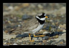 Sandregenpfeifer (Männchen) • Insel Texel, Nord-Holland, Niederlande (29-21458)