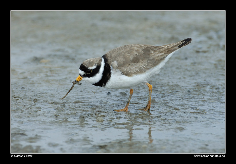 Sandregenpfeifer (Männchen) mit Beute • Insel Texel, Nord-Holland, Niederlande (29-21450)