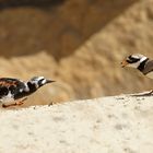 Sandregenpfeifer muß vor Steinwälzer fliehen