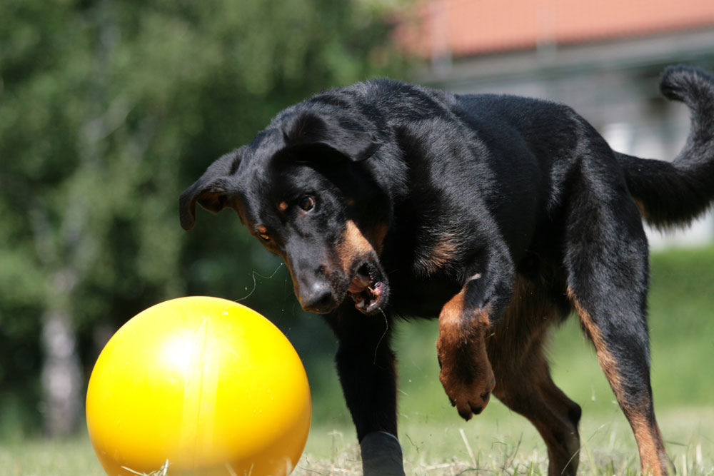 Sandro und Treibball