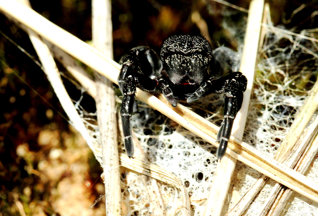 Sandröhrenspinne (Eresus sandaliatus)