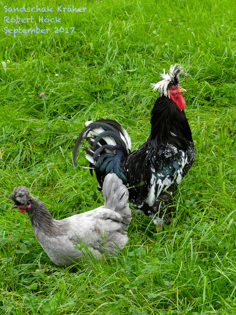 Sandschak Kräher Hahn und Henne - serbische Langkräher Hühner - sanjak longcrower rooster