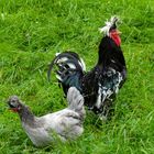 Sandschak Kräher Hahn und Henne - serbische Langkräher Hühner - sanjak longcrower rooster