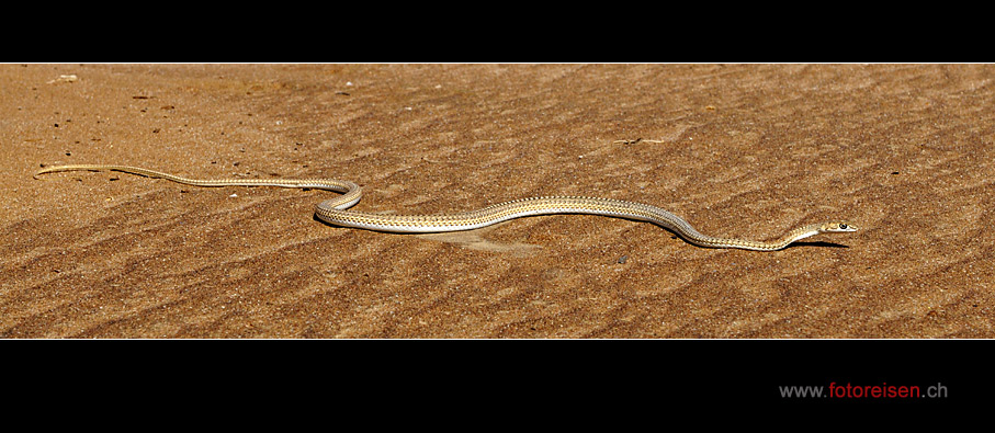 Sandschlange der Namib