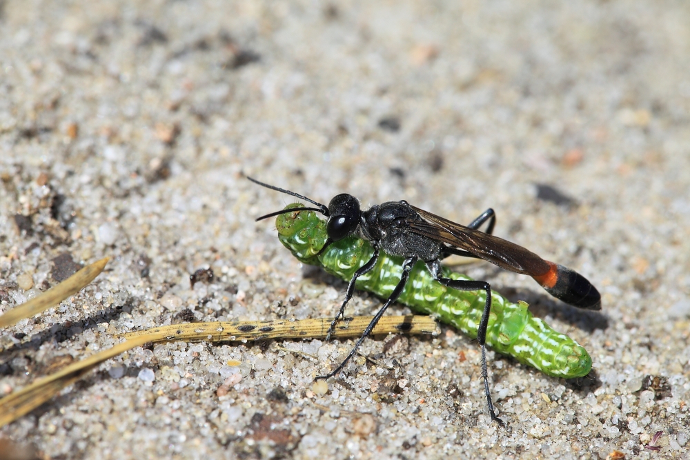 Sandschlupfwespe (Ammophila sabulosa)