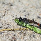 Sandschlupfwespe (Ammophila sabulosa)