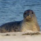 Sandschnute - Neugierige Kegelrobbe am Abend