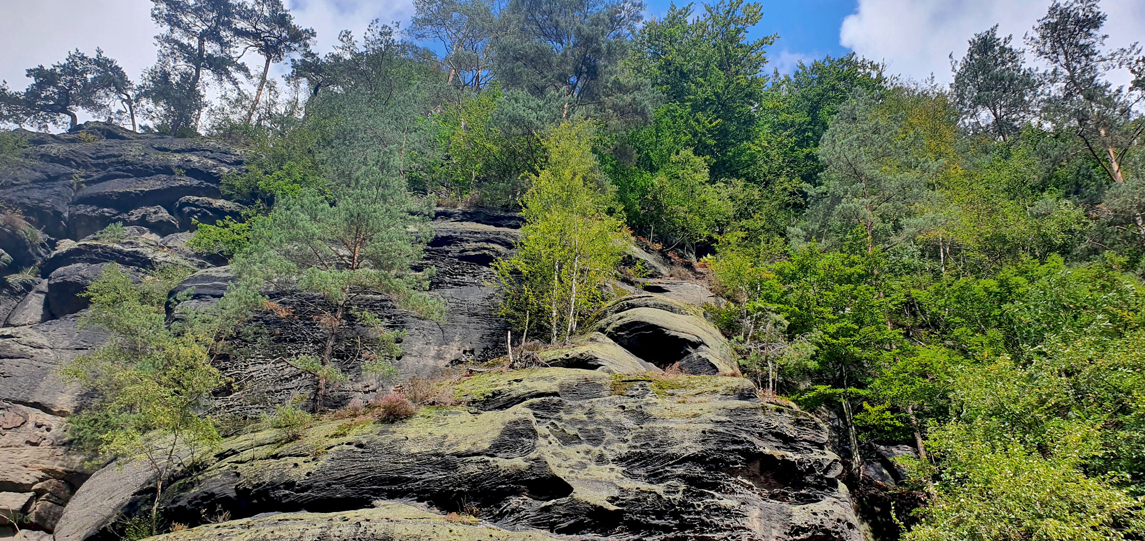 Sandstein und Wald**