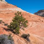 Sandsteinparadis Zion-East