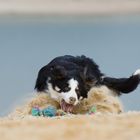 Sandstiebe, Border Collie Nate