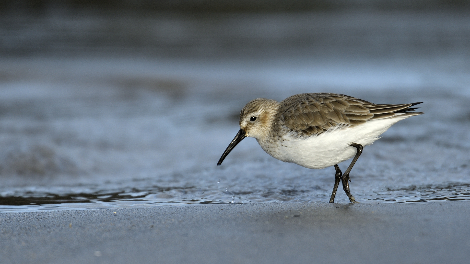 Sandstrandläufer