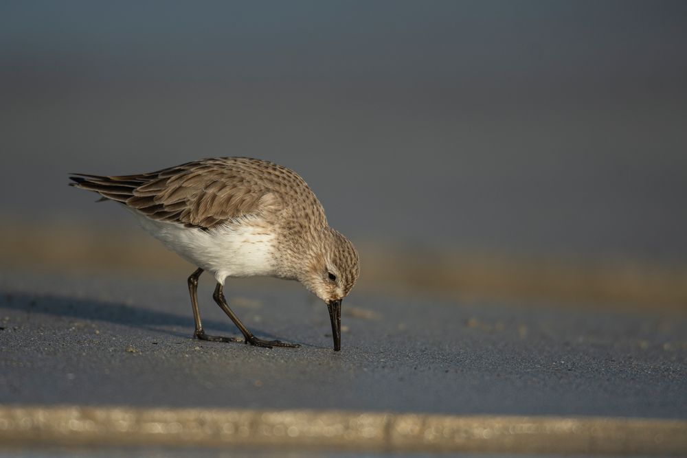 Sandstrandläufer