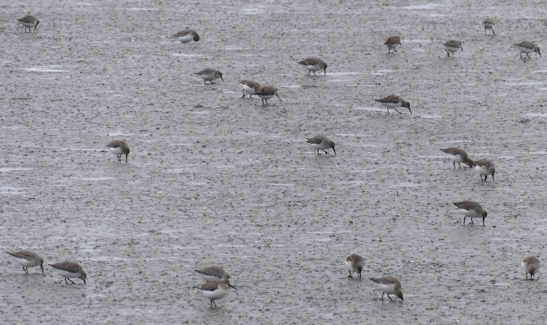 Sandstrandläufer (Calidris pusilla) im Watt auf Futtersuche... 