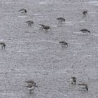 Sandstrandläufer (Calidris pusilla) im Watt auf Futtersuche... 