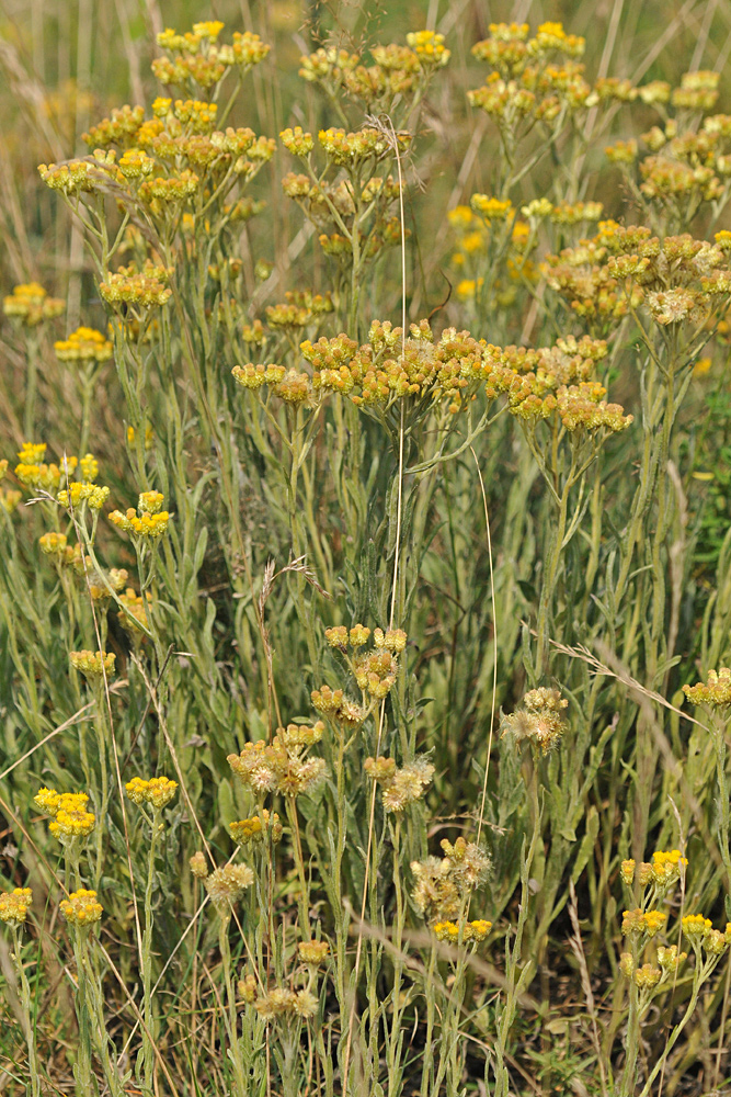 Sandstrohblume: Schlichtes Gelb auf der Düne