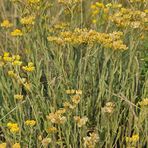 Sandstrohblume: Schlichtes Gelb auf der Düne