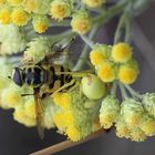 Sandstrohblume, Schwebfliege und Veränderliche Krabbenspinne