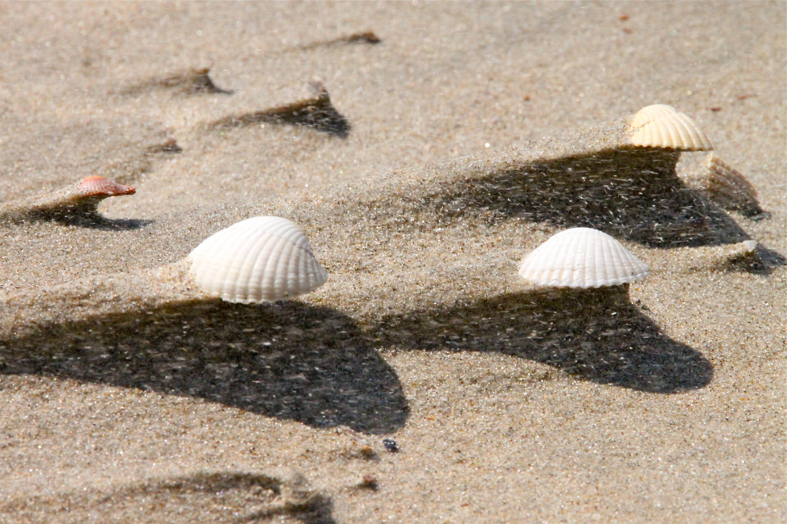 Sandsturm am Browersdamm (II)