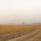 Sandsturm auf den Liuwa Plains