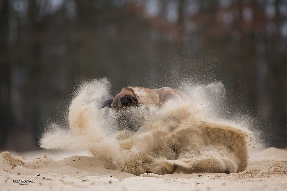 ...Sandsturm Feeby...