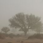 Sandsturm in der Kalahari
