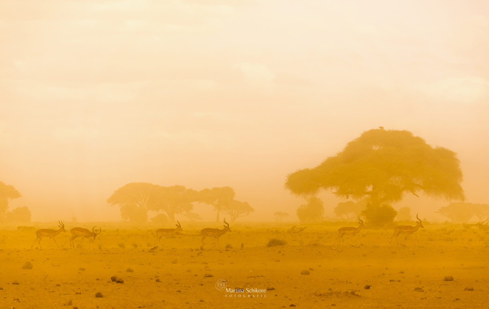Sandsturm in Kenia