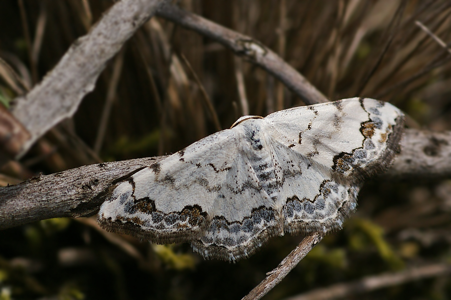 Sandthymian-Kleinspanner (Scopula decorata)