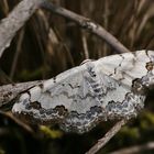 Sandthymian-Kleinspanner (Scopula decorata)